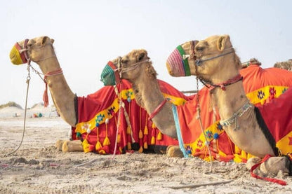Doha: Private Half - Day Desert Safari and Inland Sea Guided Tour