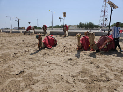 Doha: Private Half - Day Desert Safari, Quad Bike, Camel Ride and Inland Sea Tour