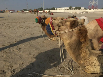 Doha: Private Half-Day Desert Safari, Quad Bike, Camel Ride and Inland Sea Tour