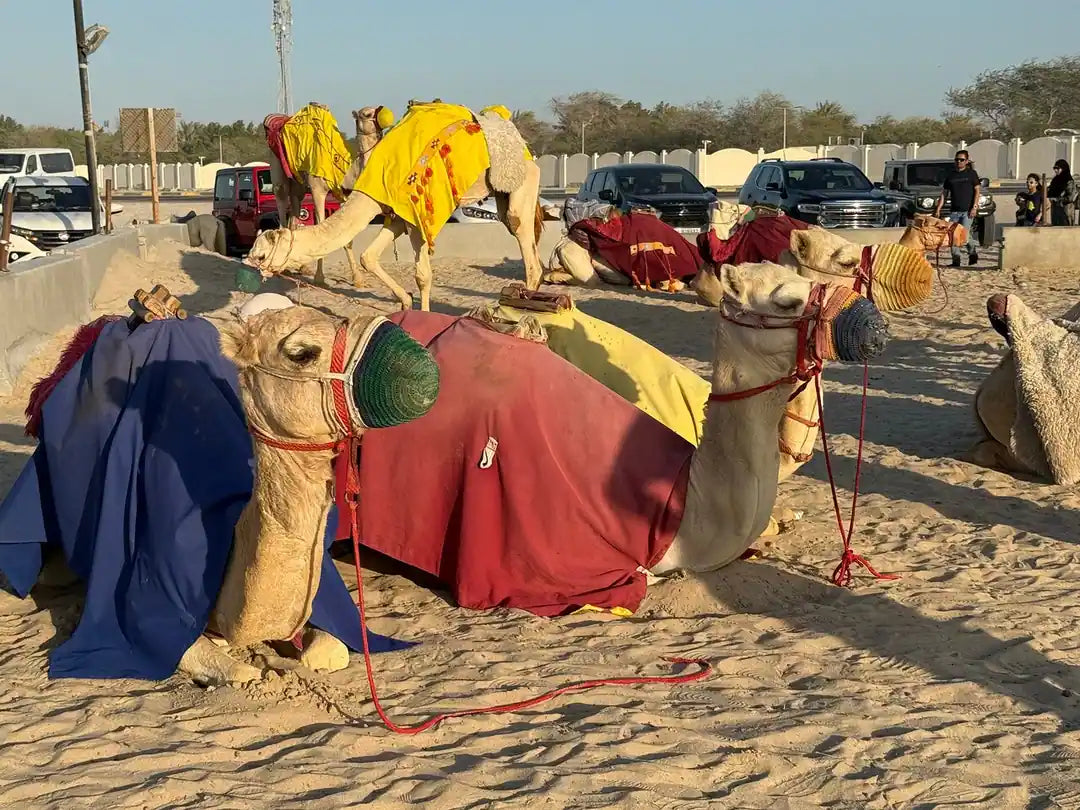 Doha: Private Half - Day Desert Safari with Camel Ride