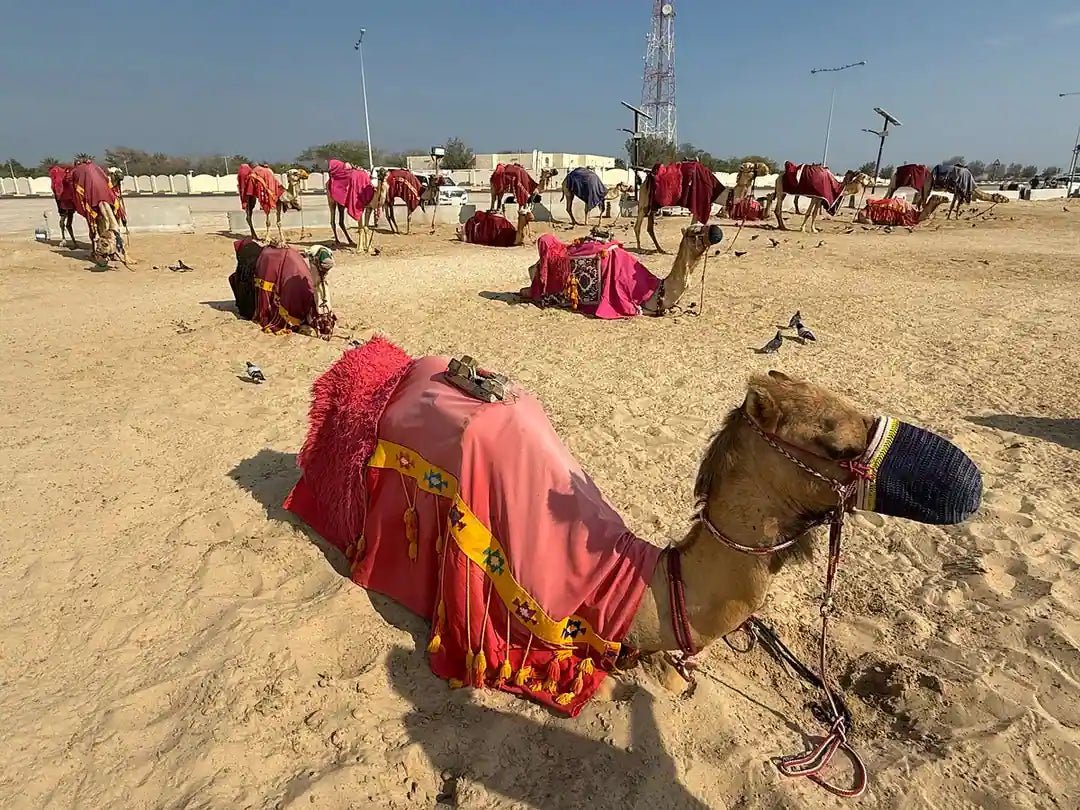 Doha: Private Half - Day Desert Safari with Sandboarding and Optional Activities