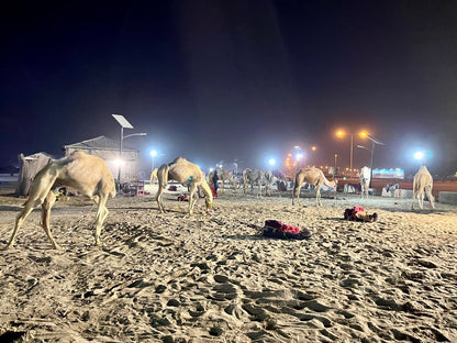 Doha: Private Night Desert Safari, Sandboarding, Camel Ride and Inland Sea Tour