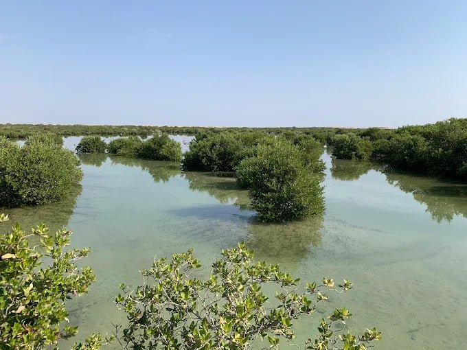 Doha: Private North Qatar Tour, Mangroves and Zubara Fort