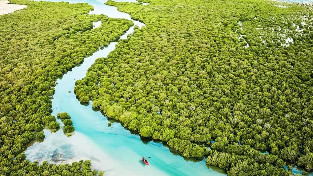 Doha: Private North Qatar Tour, Mangroves and Zubara Fort