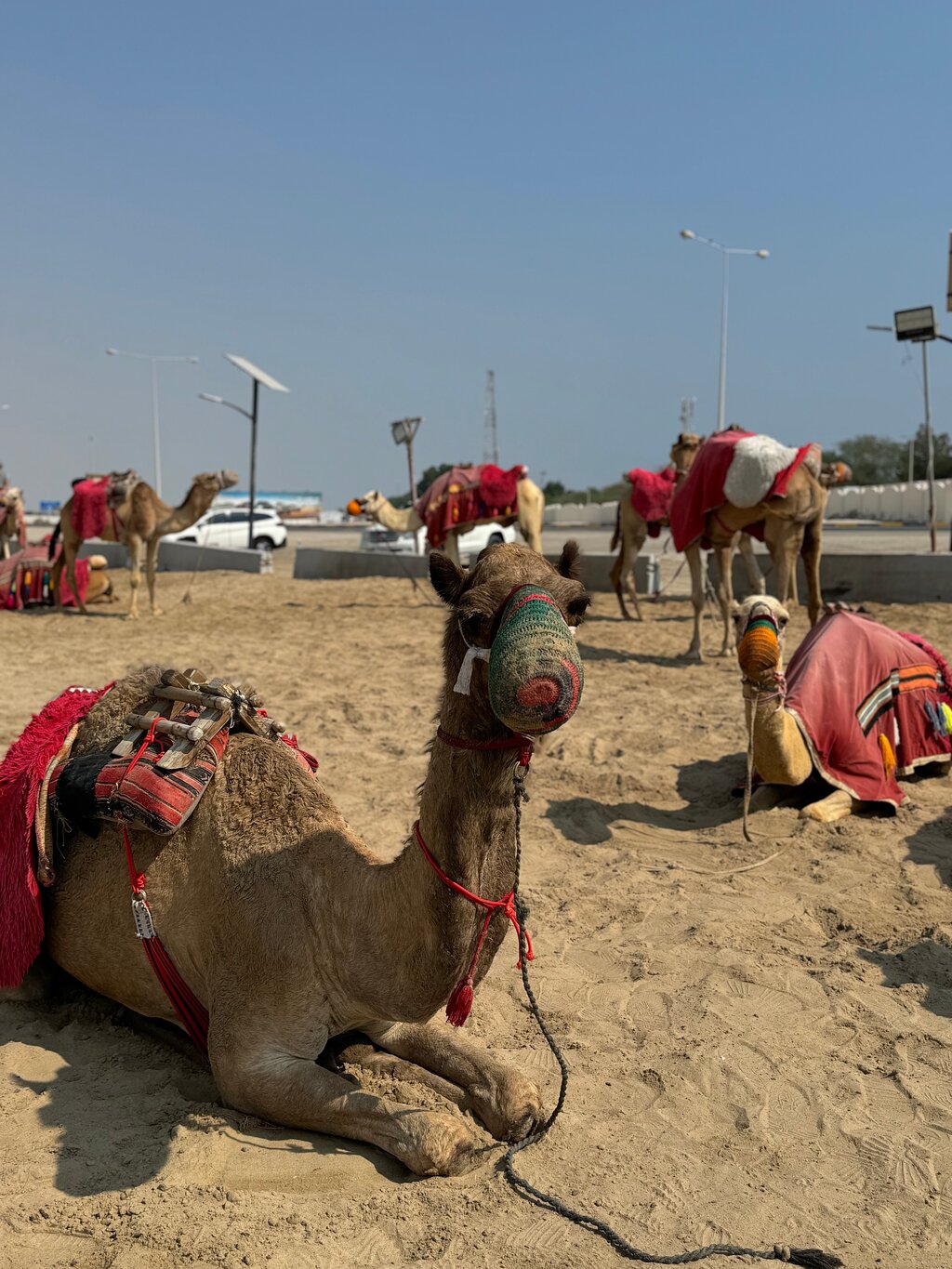 Doha: Shared Tour Half - Day Desert Safari, Sandboarding and Camel Ride