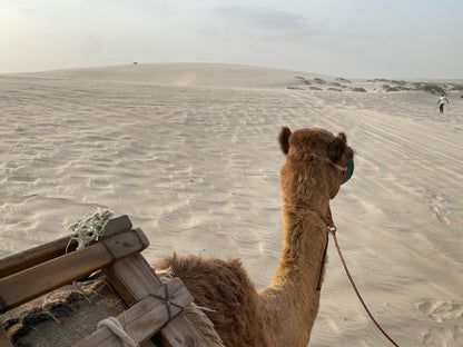 Doha: Shared Tour Half - Day Desert Safari, Sandboarding and Camel Ride