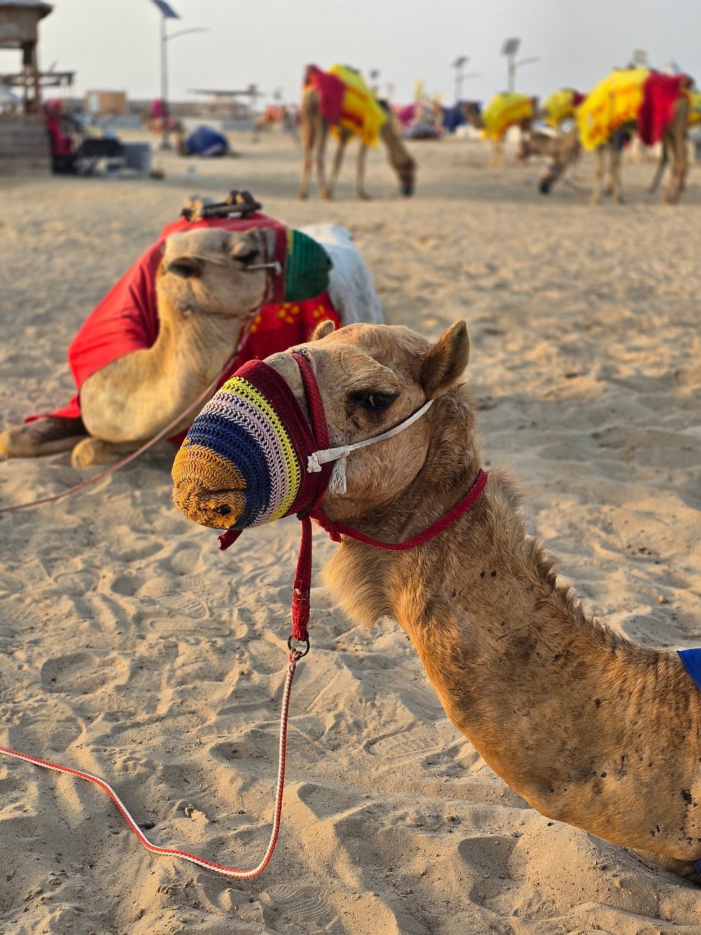 Doha: Sunrise or Sunset Desert Safari Dune Bashing, Camel Ride, and Inland Sea Views
