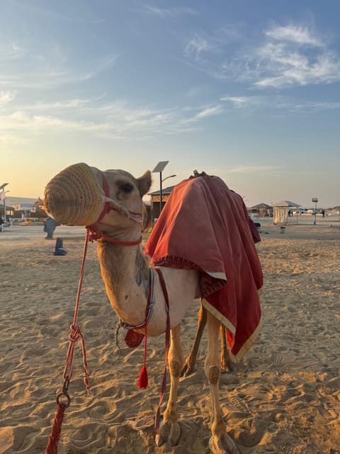 Doha: Sunrise or Sunset Desert Safari with Dune Bashing, Sandboarding and Inland Sea Trip