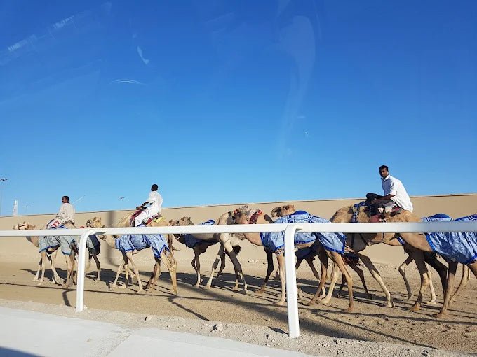 Doha: West Coast Qatar, Camel Racing and Desert Sculptures