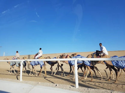 Doha: West Coast Qatar, Camel Racing and Desert Sculptures