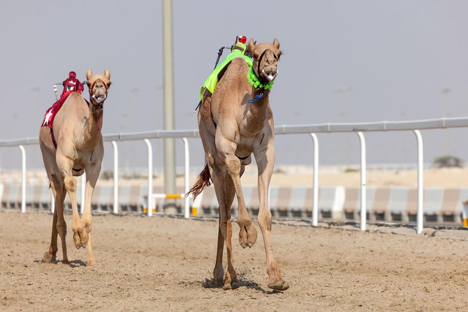 Doha: Western Qatar Desert Tour with Camel Racetrack, Zekreet Fort and Mushroom Rocks