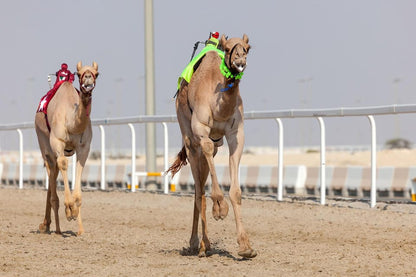 Doha: Western Qatar Desert Tour with Camel Racetrack, Zekreet Fort and Mushroom Rocks