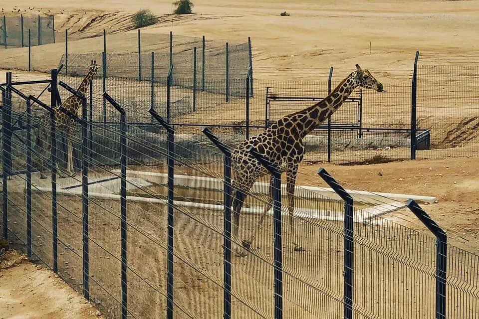 Dubai: Al Ain Garden City Day Trip with Zoo and Jebel Hafeet