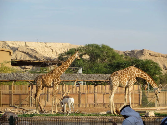 Dubai: Al Ain Garden City Day Trip with Zoo and Jebel Hafeet
