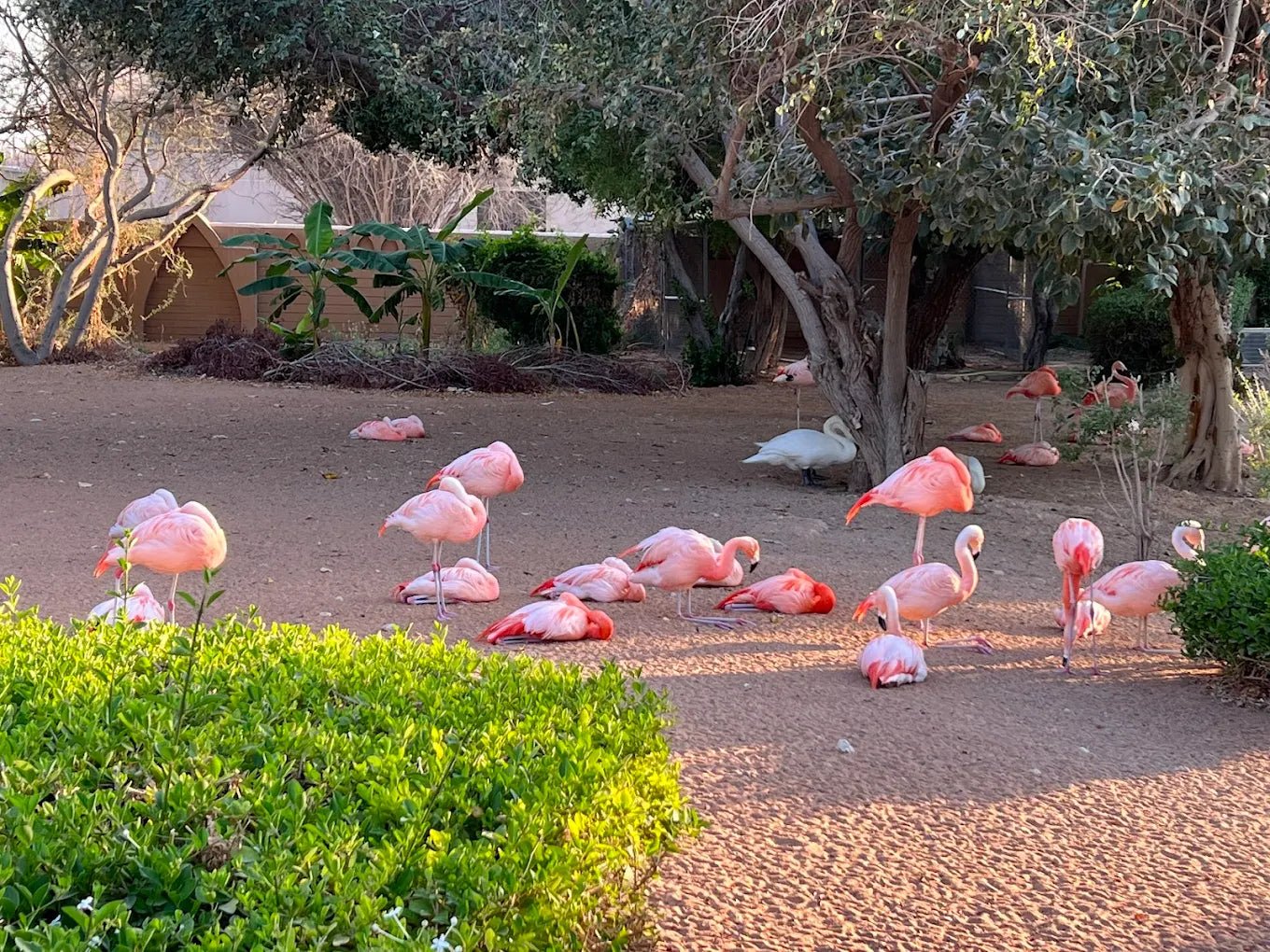 Dubai: Al Ain Garden City Day Trip with Zoo and Jebel Hafeet