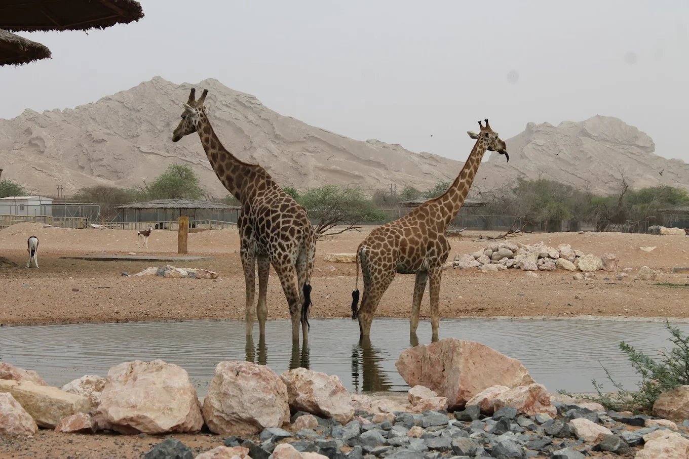 Dubai: Al Ain Garden City Day Trip with Zoo and Jebel Hafeet