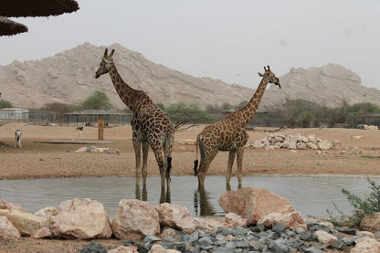 Dubai: Al Ain Garden City Day Trip with Zoo and Jebel Hafeet