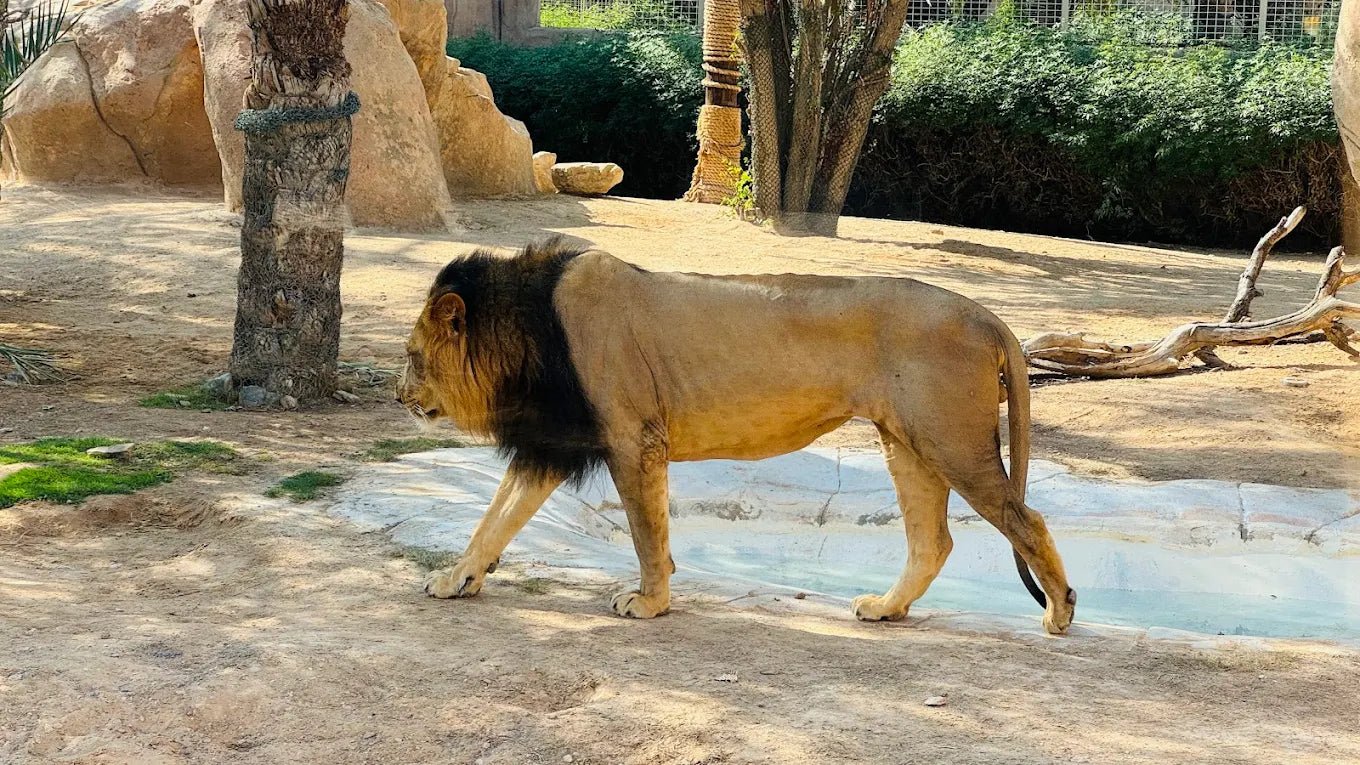 Dubai: Al Ain Garden City Day Trip with Zoo and Jebel Hafeet