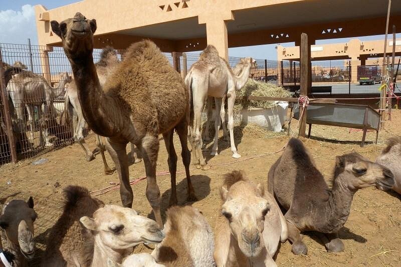Dubai: Al Ain Garden City Day Trip with Zoo and Jebel Hafeet
