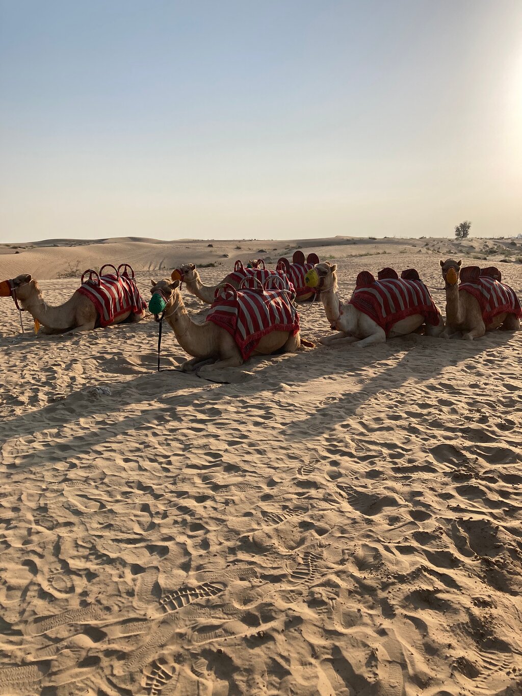 Dubai: Desert Dinner with Camel Ride, BBQ and Live Shows