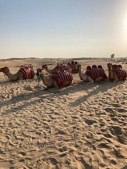 Dubai: Desert Dinner with Camel Ride, BBQ and Live Shows