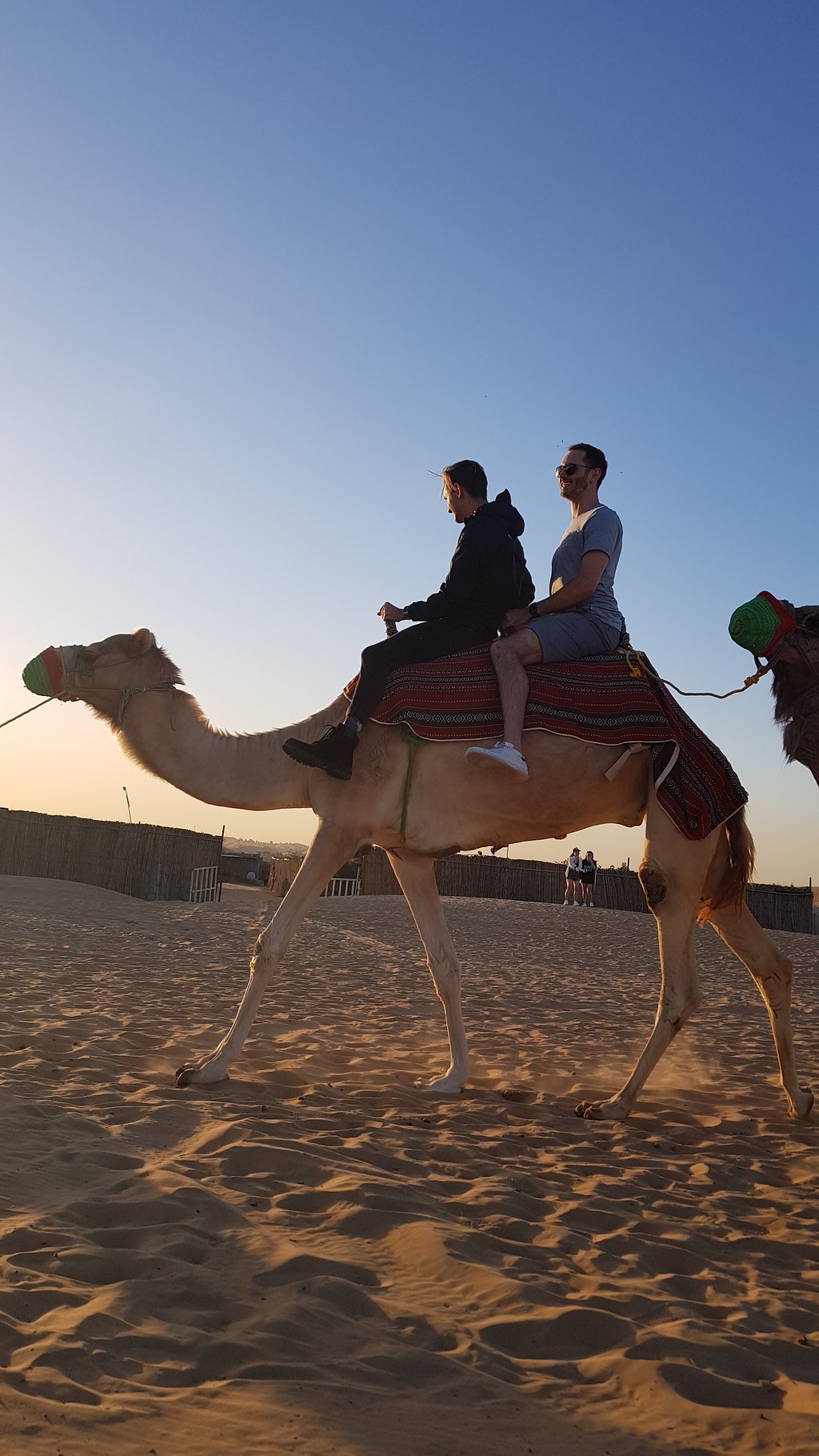 Dubai: Desert Dinner with Camel Ride, BBQ and Live Shows