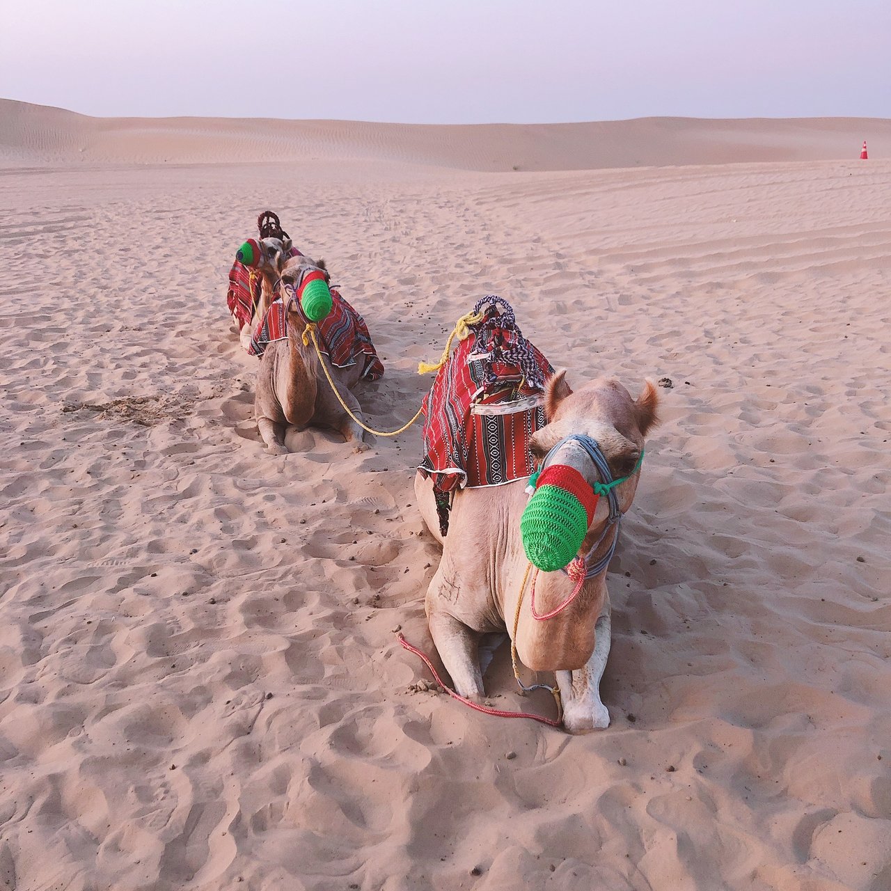 Dubai: Desert Dinner with Camel Ride, BBQ and Live Shows