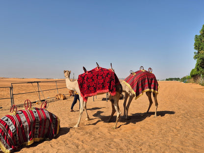 Dubai: Mid - Day Desert Safari with Brunch, Camel Ride and Quad Bike Options