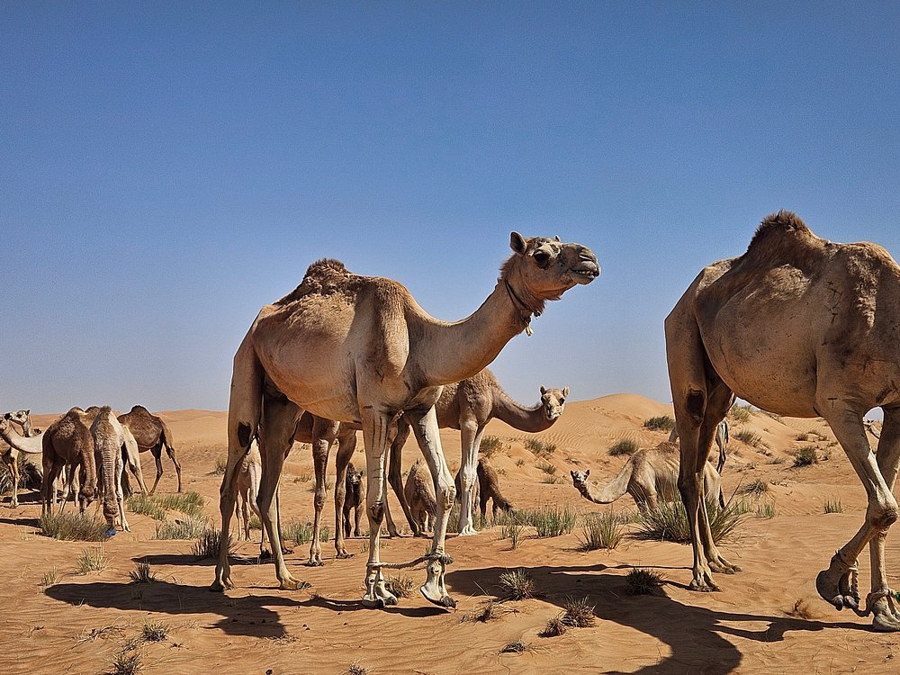 Dubai: Morning Desert Safari with Quad Bike, Sandboarding and Camel Ride