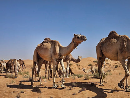 Dubai: Morning Desert Safari with Quad Bike, Sandboarding and Camel Ride