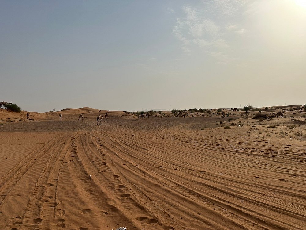 Dubai: Morning Red Dune Safari with Camel Ride, Sandboarding, and Optional Quad Bike