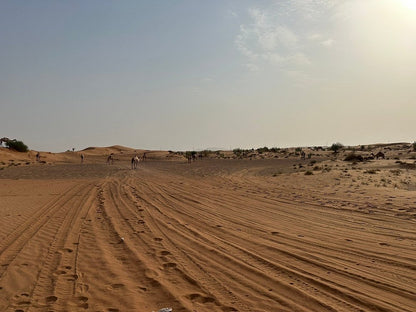 Dubai: Morning Red Dune Safari with Camel Ride, Sandboarding, and Optional Quad Bike