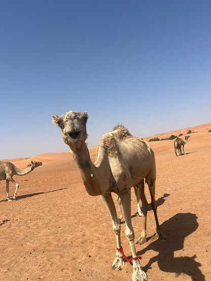 Dubai: Morning Red Dunes Safari with Camel Ride, Sandboarding and Falcon Photo