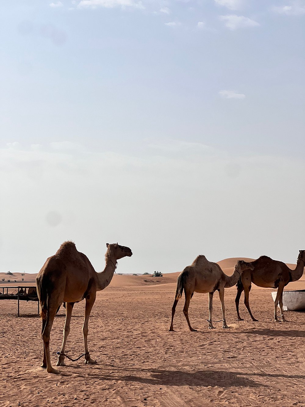 Dubai: Sunrise Desert Safari with Dune Bashing, Camel Ride and Sandboarding