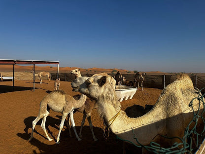 Dubai: Sunrise Desert Safari with Dune Bashing, Camel Ride and Sandboarding