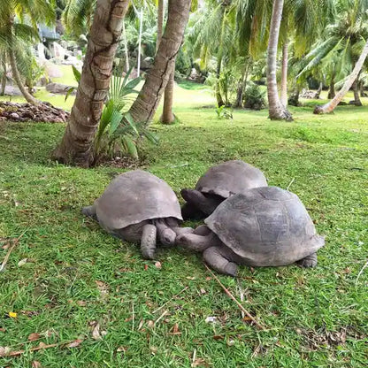 Praslin: Schnorchelausflug zur Insel Curieuse und St. Pierre