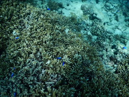 Praslin: passeio de lancha por Cocos, Félicité e La Digue