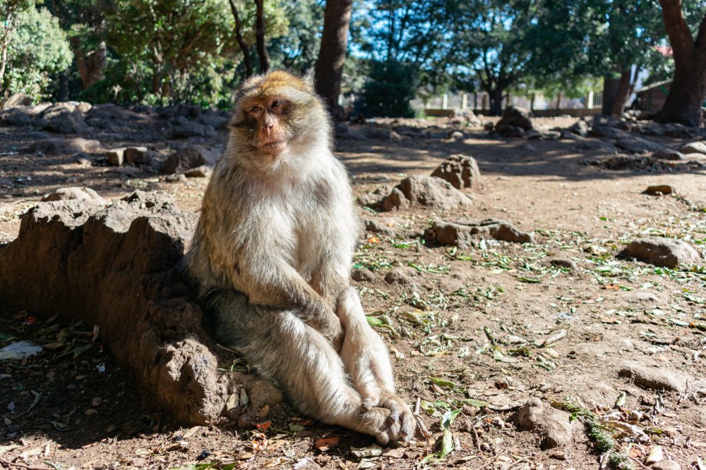 Fez: Day Trip to Middle Atlas Mountains, Ifrane and Monkey Forest