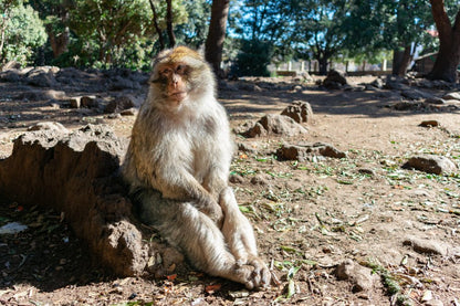 Fez: Day Trip to Middle Atlas Mountains, Ifrane and Monkey Forest