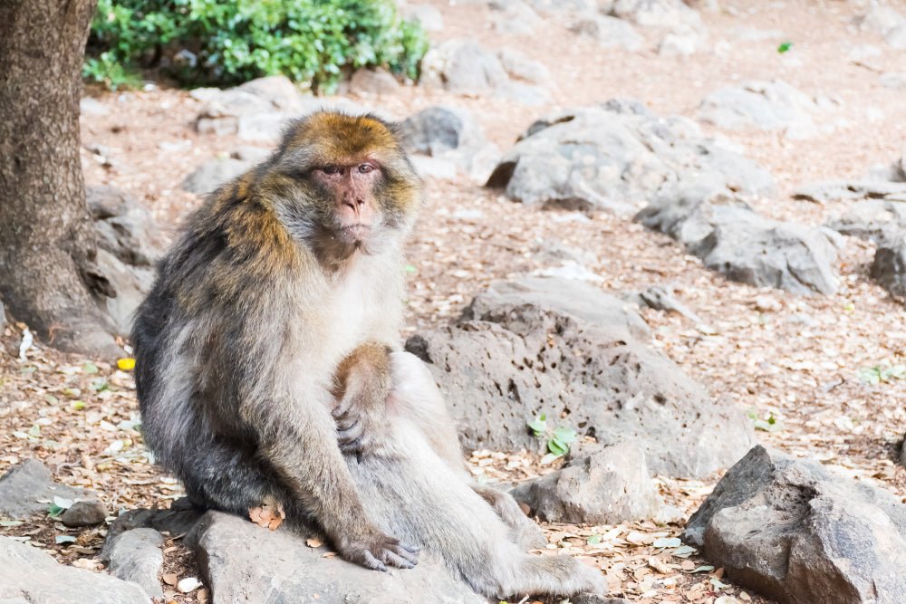Fez: Day Trip to Middle Atlas Mountains, Ifrane and Monkey Forest
