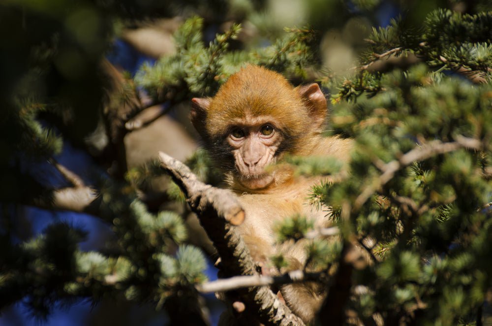 Fez: Day Trip to Middle Atlas Mountains, Ifrane and Monkey Forest
