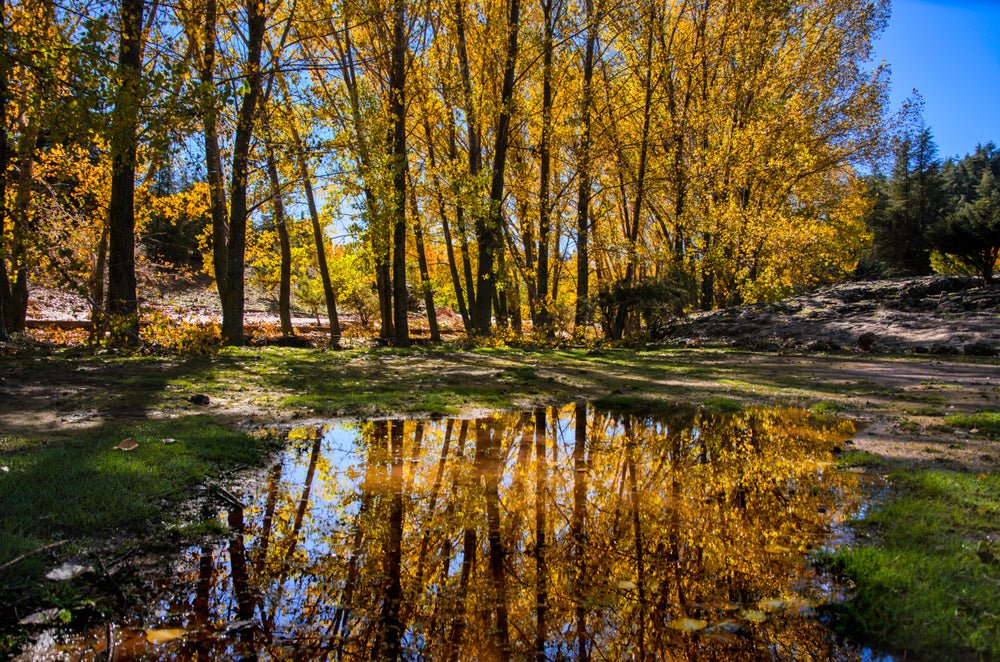 Fez: Day Trip to Middle Atlas Mountains, Ifrane and Monkey Forest