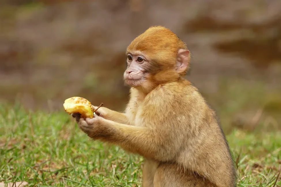 Fez: Day Trip to Middle Atlas Mountains, Ifrane and Monkey Forest