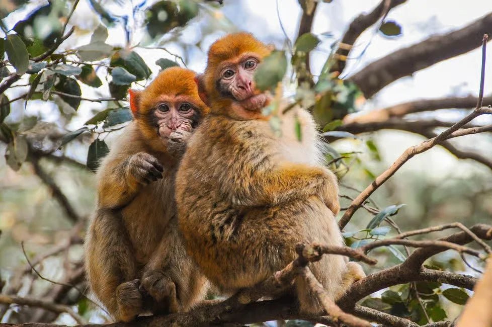 Fez: Day Trip to Middle Atlas Mountains, Ifrane and Monkey Forest