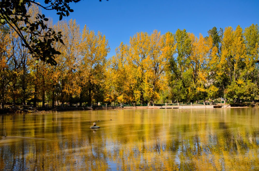 Fez: Day Trip to Middle Atlas Mountains, Ifrane and Monkey Forest