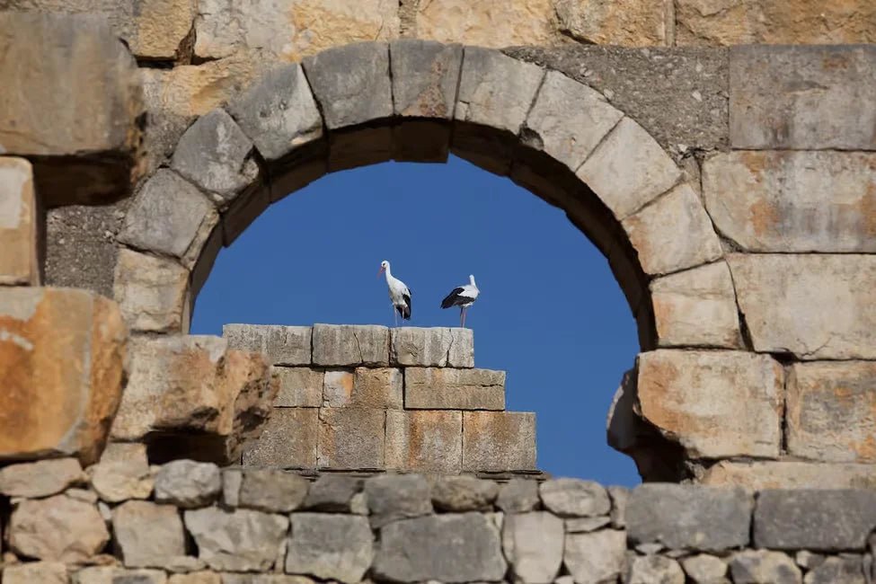 Fez: Day Trip to Volubilis, Moulay Idriss and Imperial Meknes