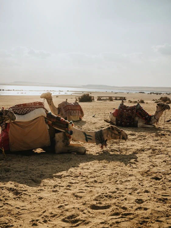 De Cairo: Excursão Particular Guiada de um Dia ao Oásis de Fayoum com Safari no Deserto