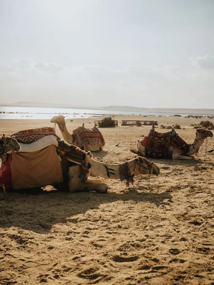 De Cairo: Excursão Particular Guiada de um Dia ao Oásis de Fayoum com Safari no Deserto