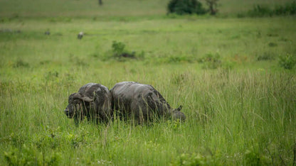 From Arusha: 2 - Days Big 5 Private Safari to Tarangire and Ngorongoro Crater