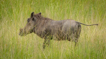 From Arusha: 2 - Days Big 5 Private Safari to Tarangire and Ngorongoro Crater with Wild Tanzanian Boar